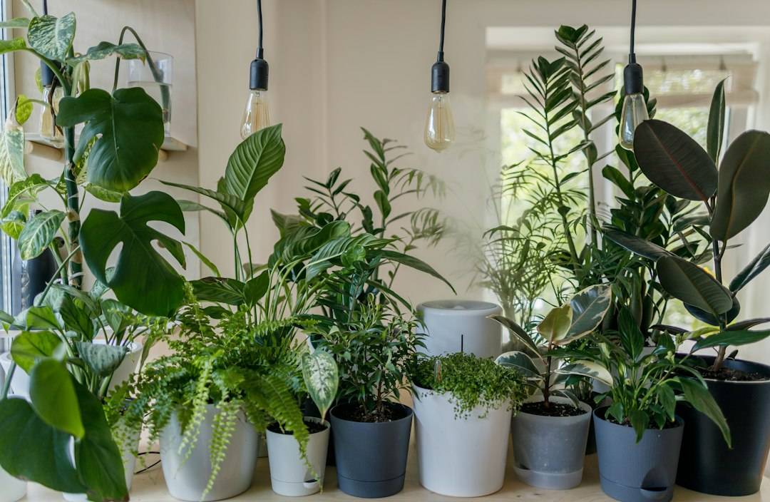 A bright organized home with plants and natural light, representing a supportive environment